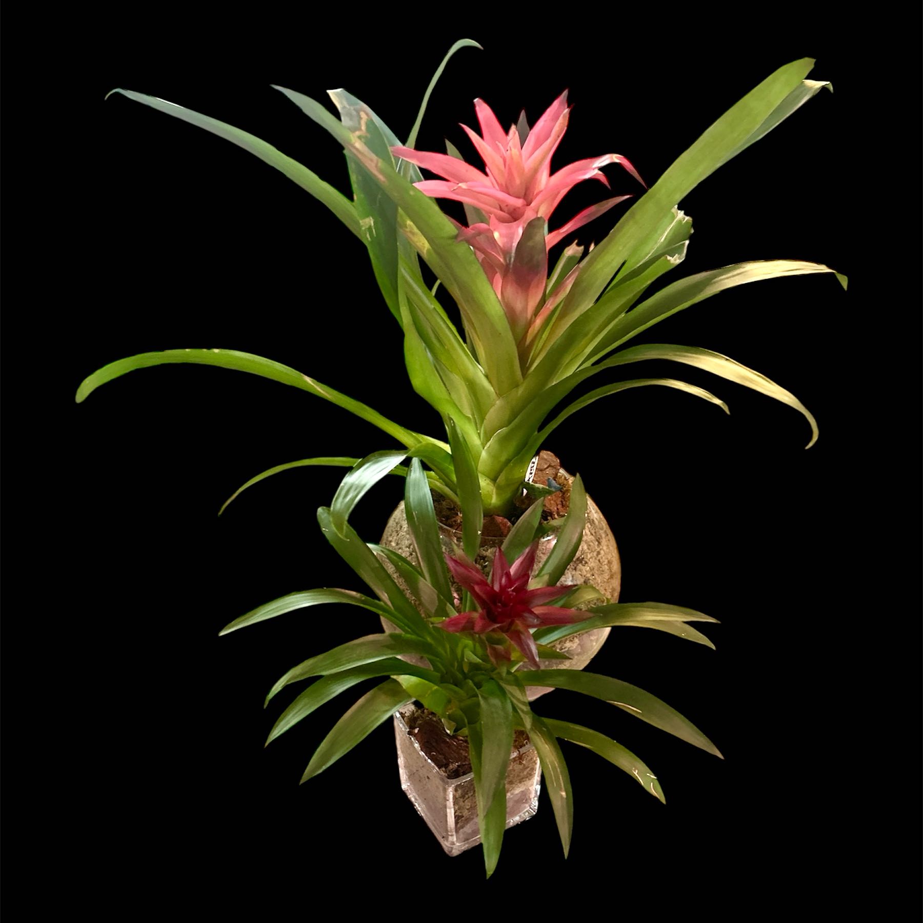 Photo of the plant species Red Bromeliad by @YammieOf3 named Bromeliad BDRMW on Greg, the plant care app