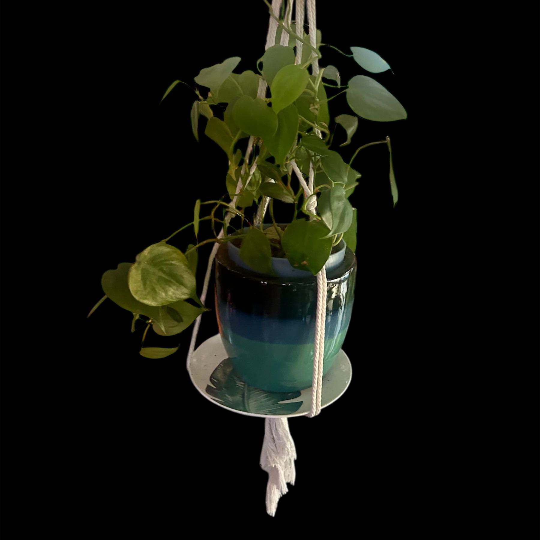 Photo of the plant species Philodendron 'Rio' by @YammieOf3 named Philo BTHRMW ‘Rio&HeartLeaf’ on Greg, the plant care app