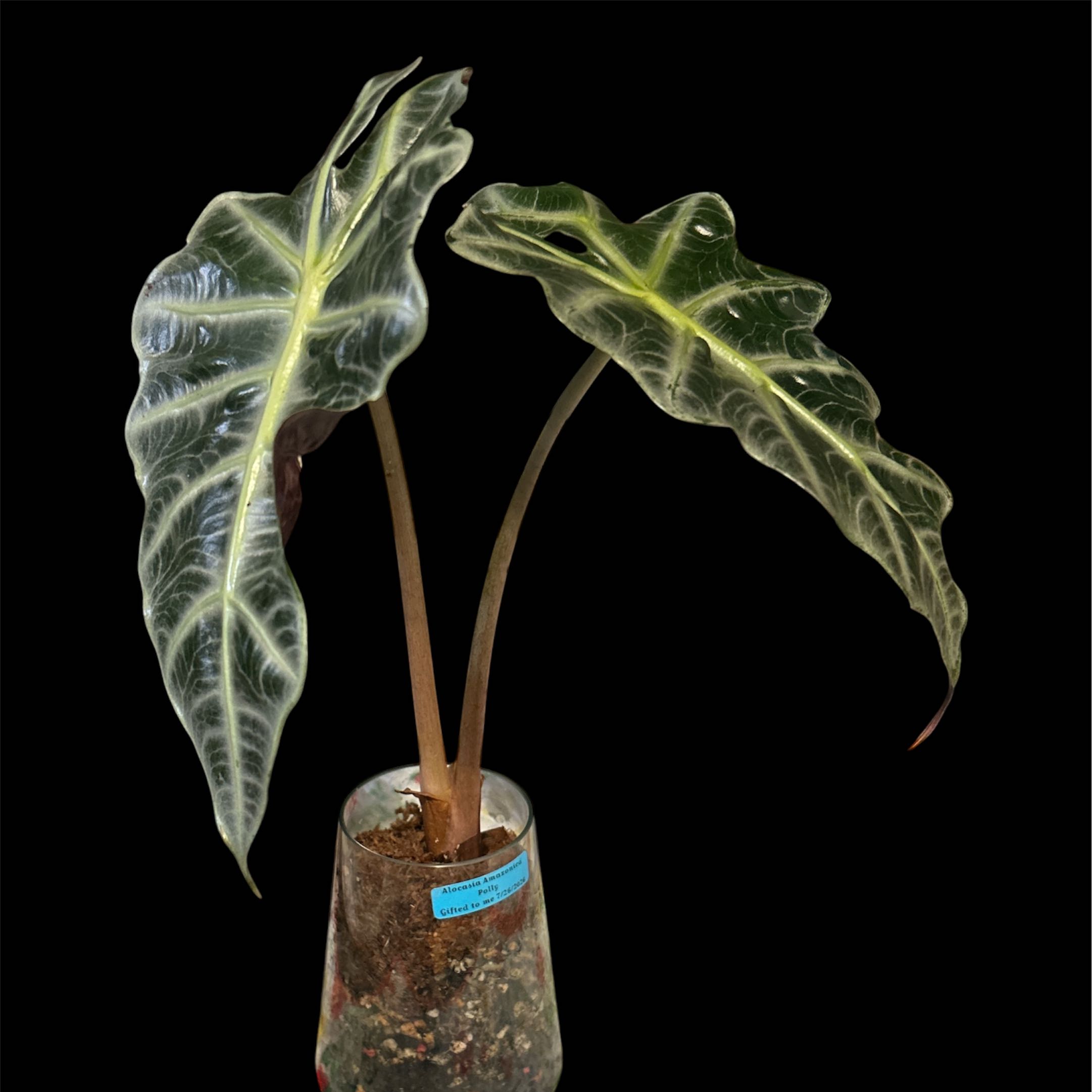Photo of the plant species Alocasoia Amazonica 'Polly' by @YammieOf3 named Alocasia LRR amazonica ‘Polly’ on Greg, the plant care app