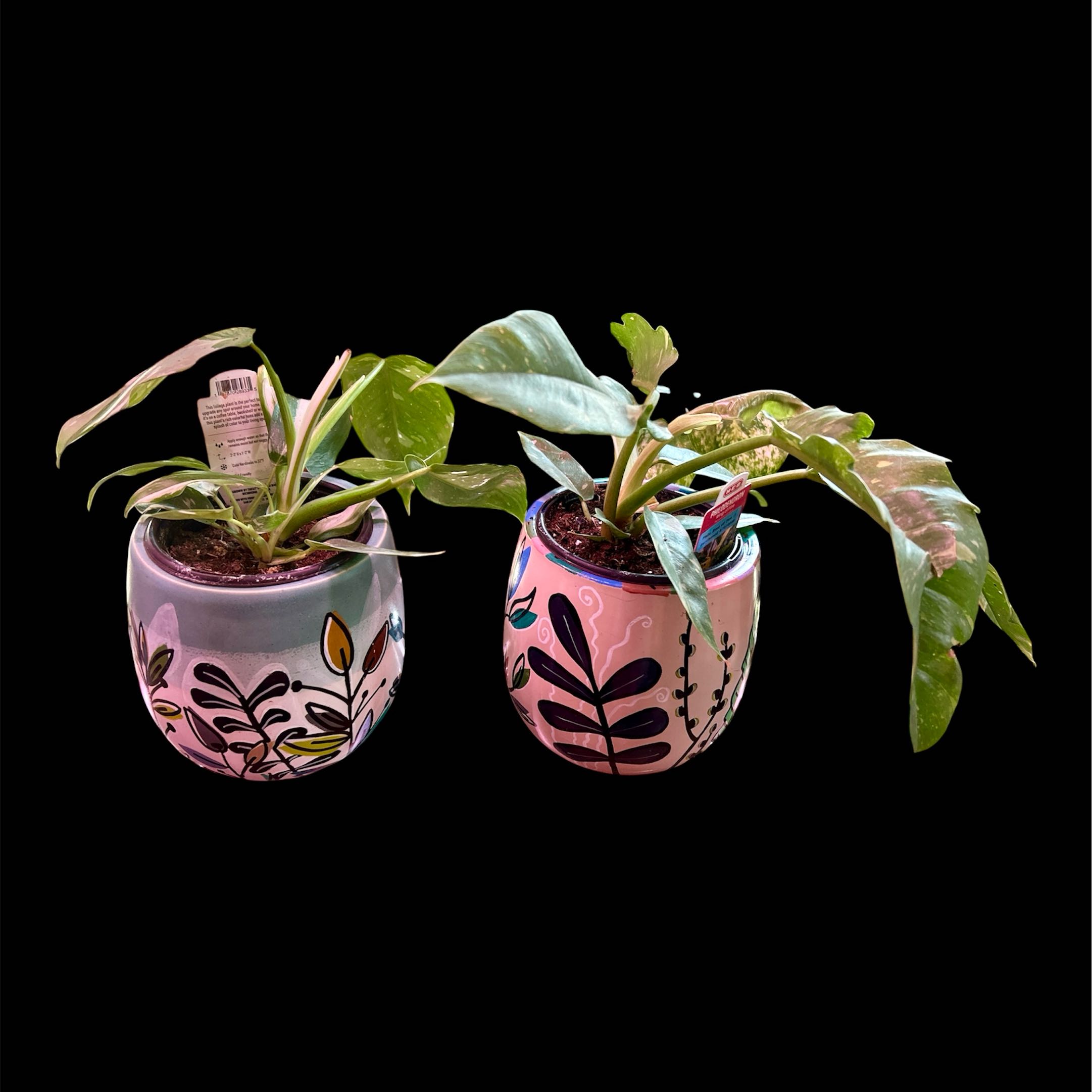 Photo of the plant species Philodendron 'White Wizard' by @YammieOf3 named Philo LRR WhiteWizard/RoF 🔥 on Greg, the plant care app