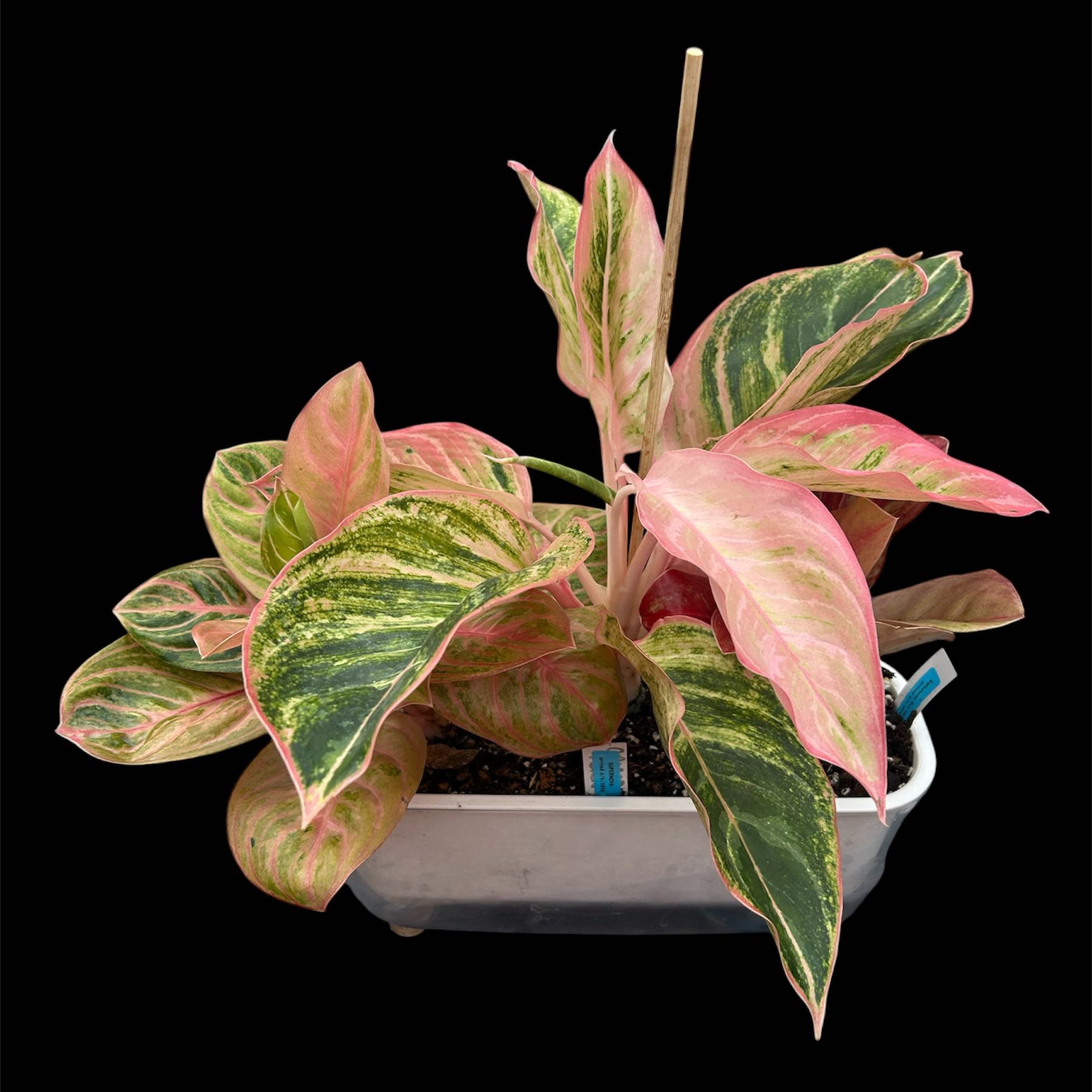 Photo of the plant species Aglaonema 'Red Emerald' by @YammieOf3 named Aggie LRR ‘Supernova/PinkPerfect/RedEmerald’ on Greg, the plant care app