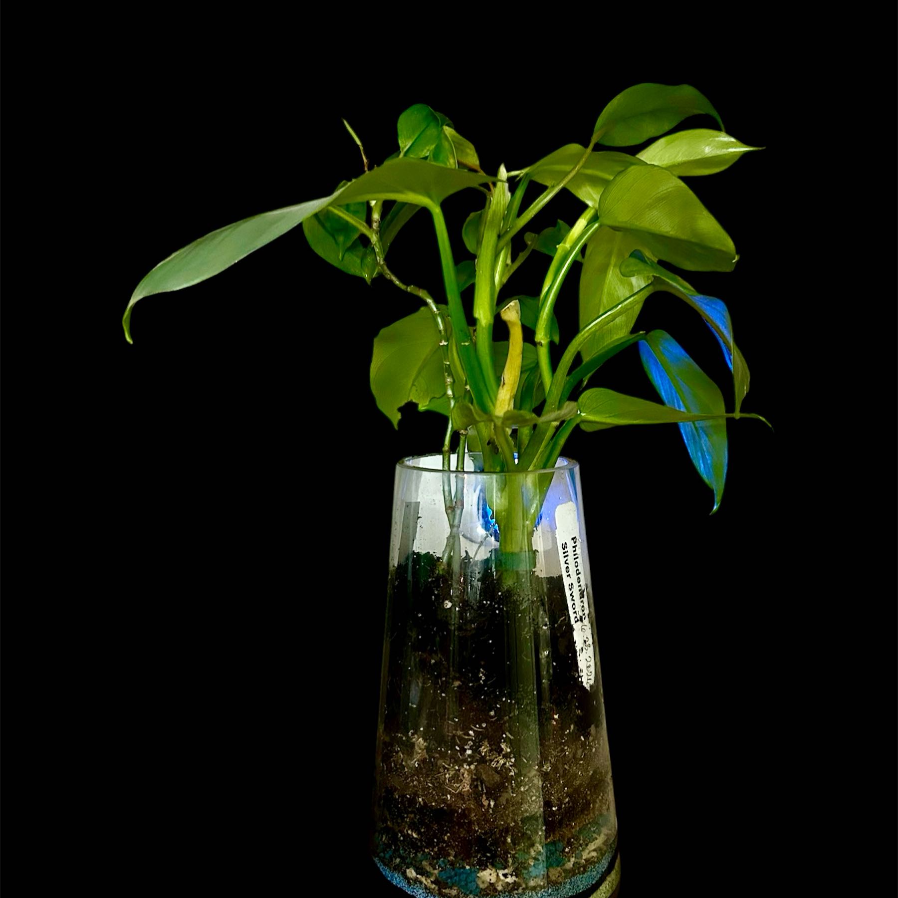Photo of the plant species Philodendron 'Eva' by @YammieOf3 named Philo CRN Eva/SilverSword on Greg, the plant care app