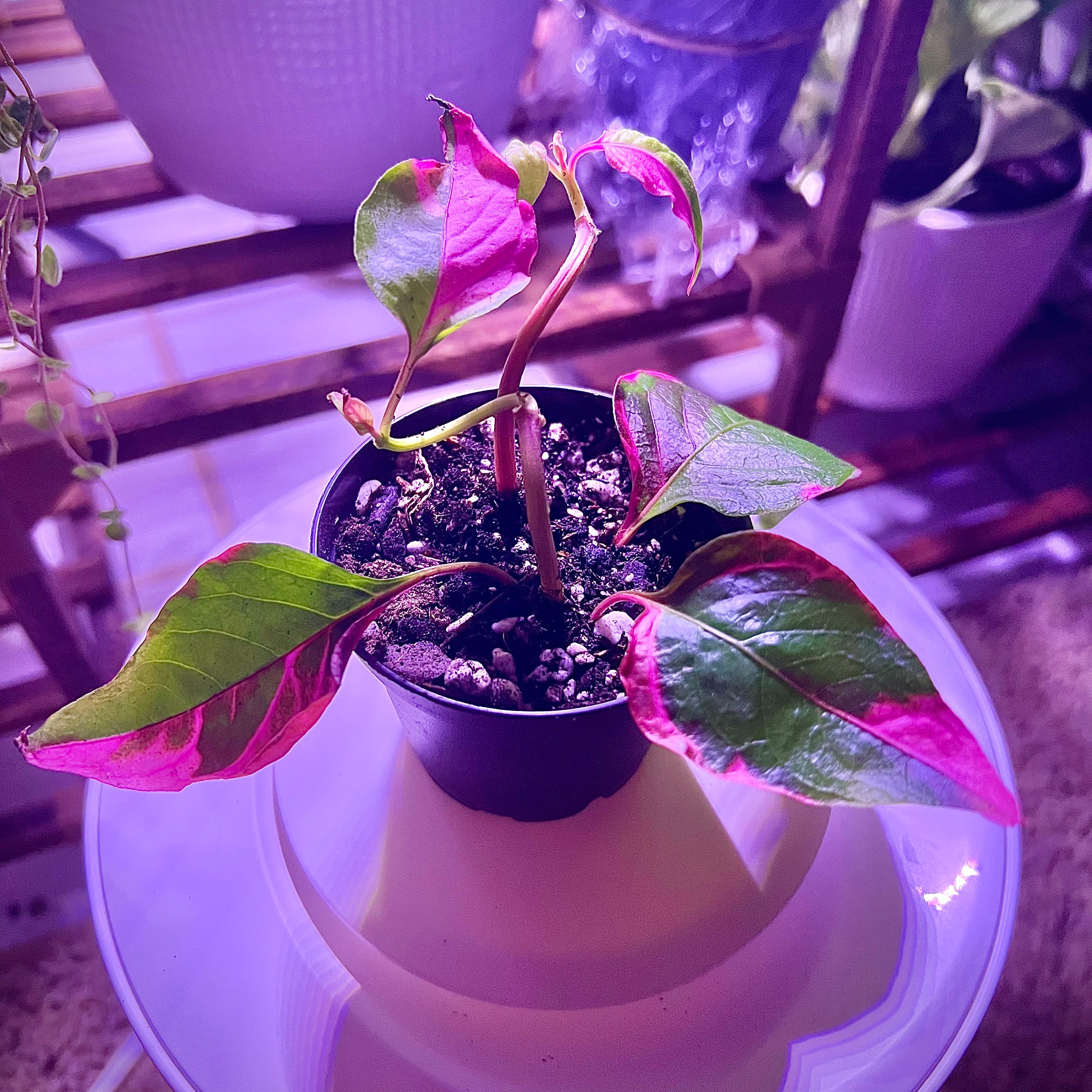 Party Time Alternanthera plant in a small pot with vibrant green and pink leaves.