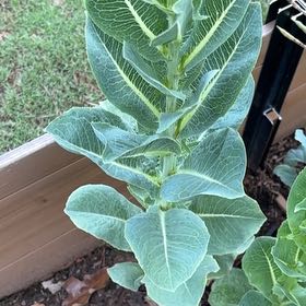 Photo of the plant species Garden Lettuce by @ExoticElkweed named Foxxy on Greg, the plant care app
