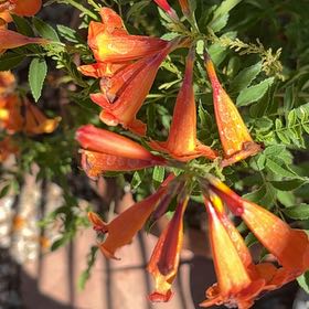 Photo of the plant species Trumpet Creeper by @AmusingMaylily named Zeus on Greg, the plant care app