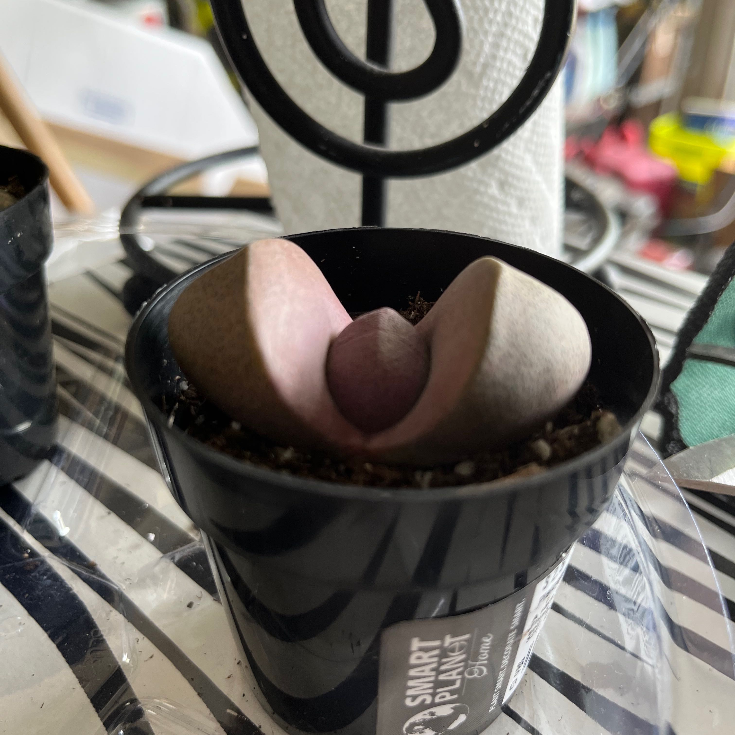 Royal Flush Split Rock plant in a small black pot with visible soil, well-framed and in focus.