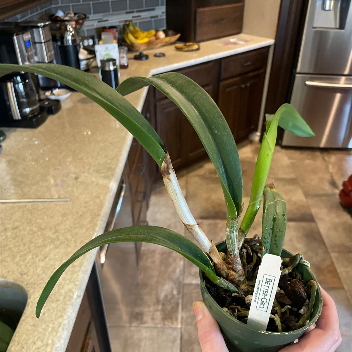 Photo of the plant species Variable Maxillaria by @cherryjam named Hattie on Greg, the plant care app