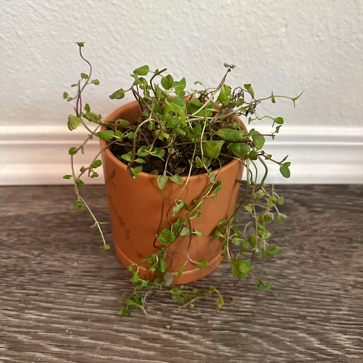 Why Is My Mint Not Doing Well?
