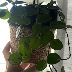 Photo of the plant species Hoya 'Mathilde Splash' by @Kat5PlantMom named Matilda on Greg, the plant care app