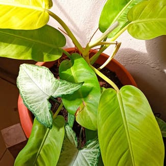 Philodendron 'Moonlight' plant in Lagos, Lagos