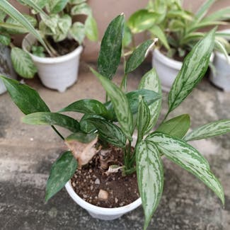 Chinese Evergreen plant in Lagos, Lagos