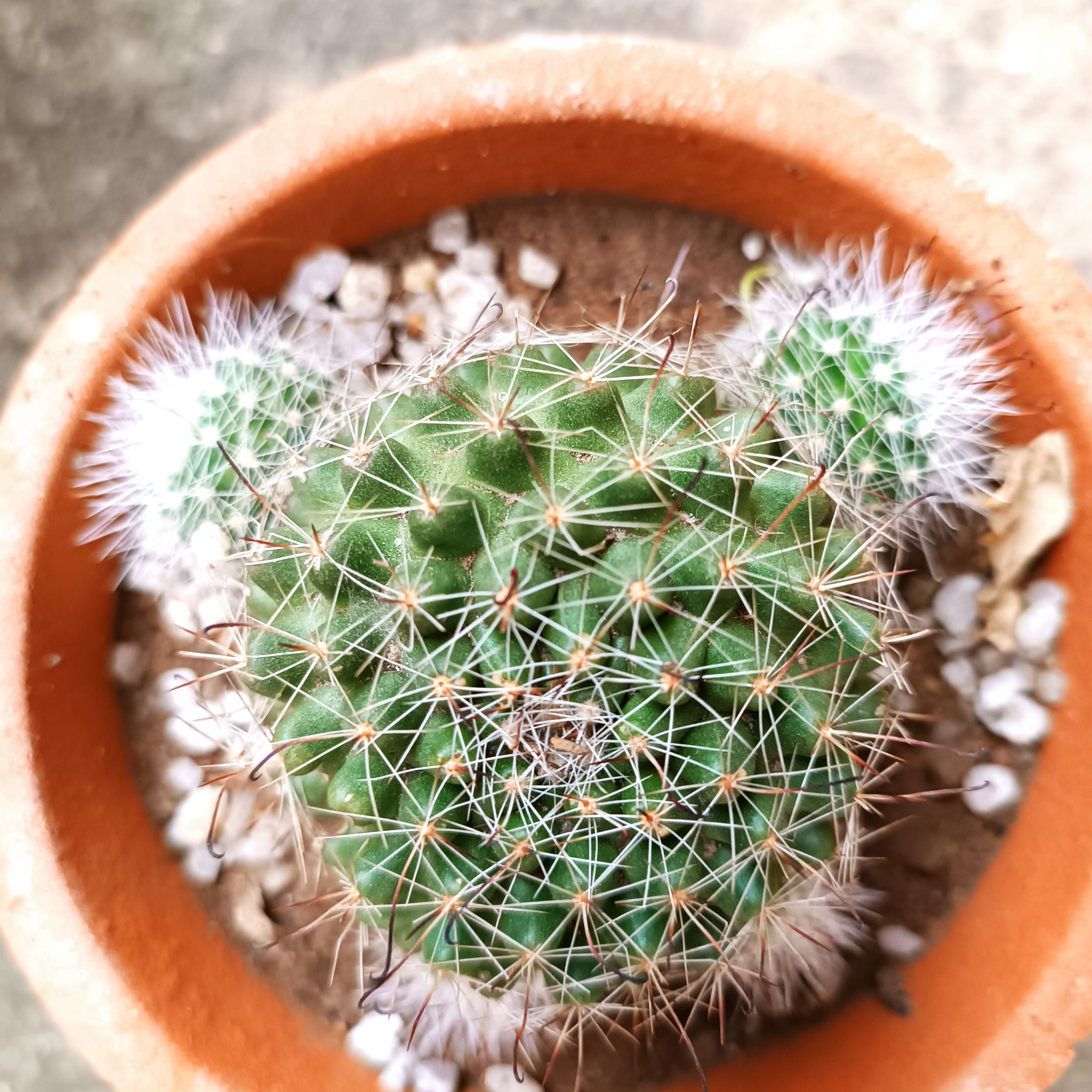 Photo of the plant species Little Nipple Cactus by @sijuadekings named Pincushion on Greg, the plant care app