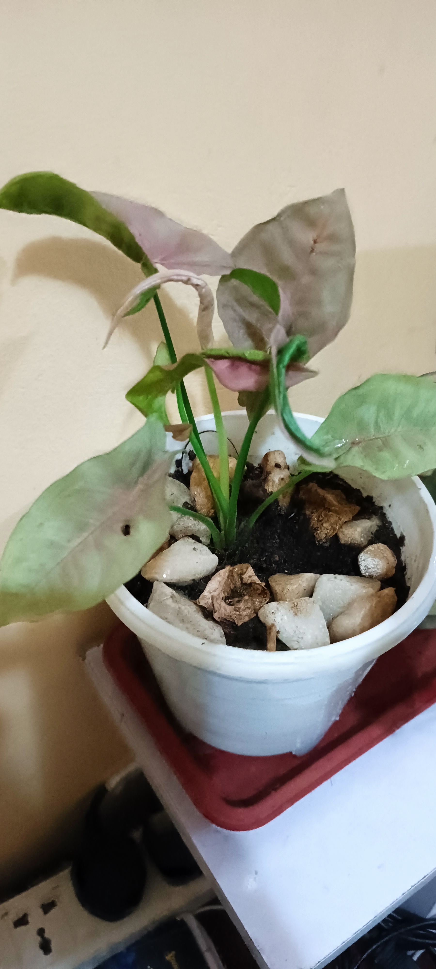 Photo from the post