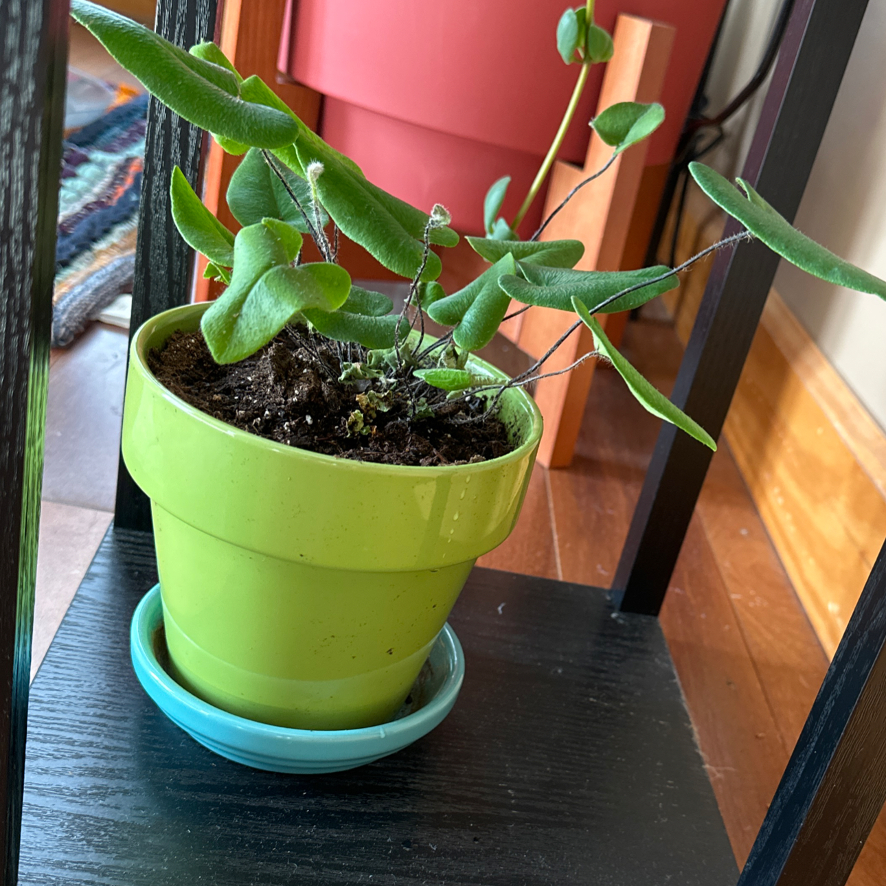 Heart Fern in a green pot on a black shelf, appears healthy.