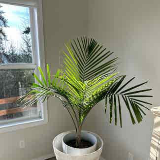 Kentia Palm plant in Boise, Idaho