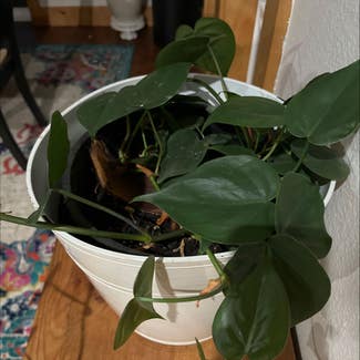 Heartleaf Philodendron plant in Boise, Idaho