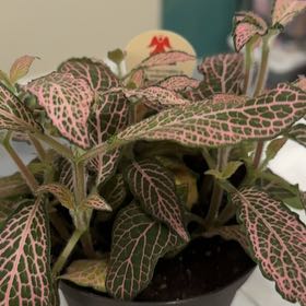 Photo of the plant species Nerve Plant by @MaturingRhodora named McKinley on Greg, the plant care app