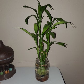 Lucky Bamboo plant in Council Bluffs, Iowa