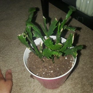 False Christmas Cactus plant in Omaha, Nebraska
