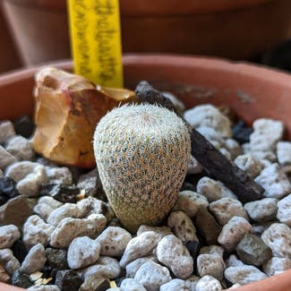 Button Cactus plant in Artesia, New Mexico