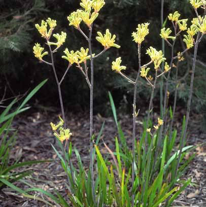Plant care for Anigozanthos 'Celebrations Masquerade' on Greg, the plant care app