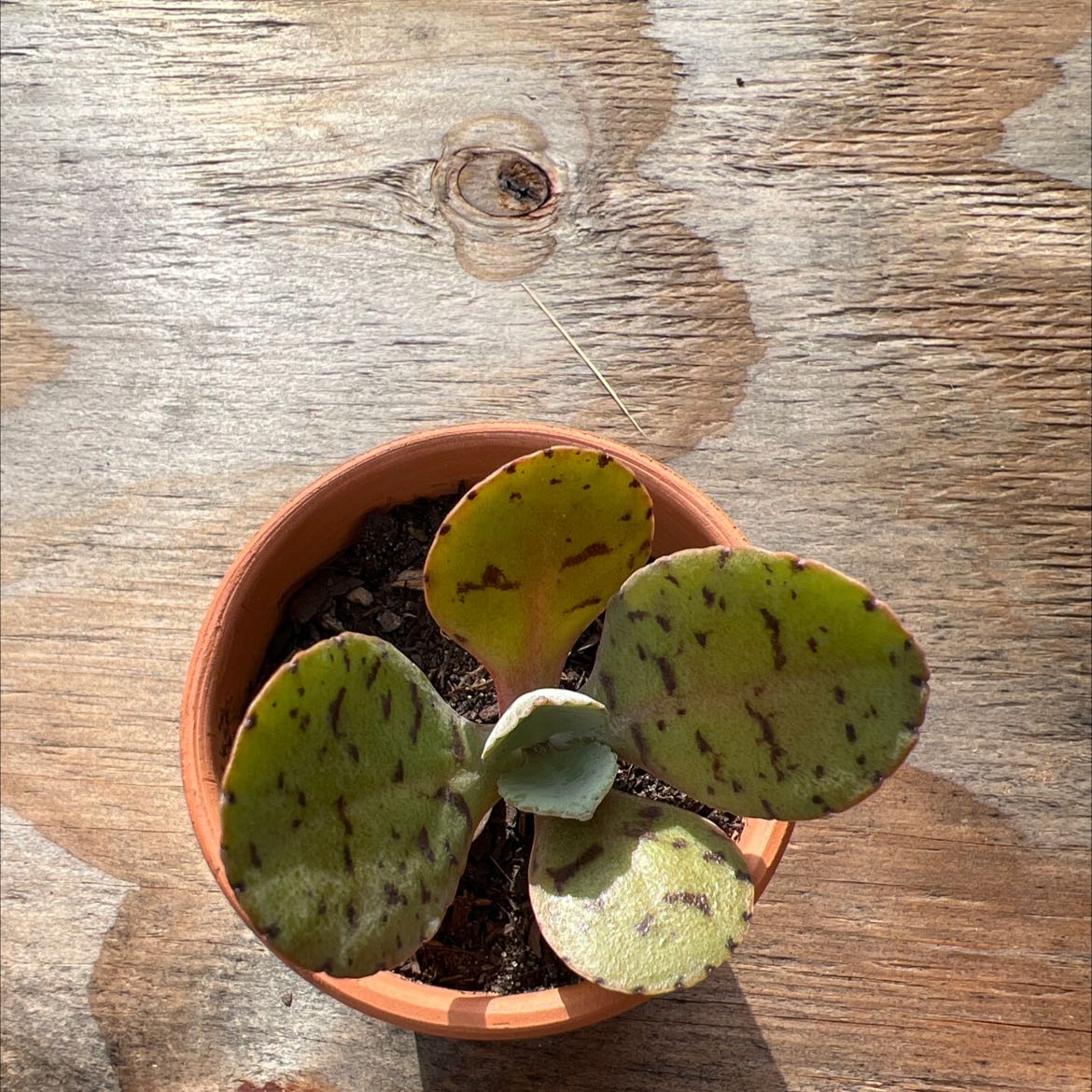 Potted Calico Hearts plant with dark spots on leaves, placed on a wooden surface.