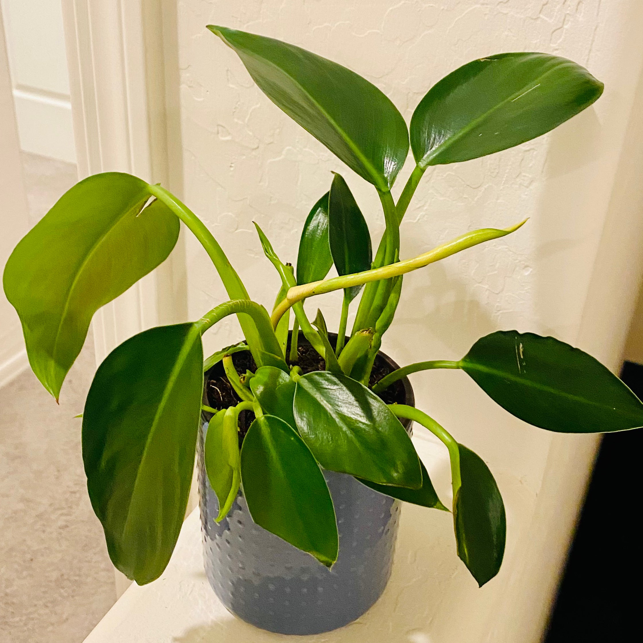 philodendron imperial green brown leaves