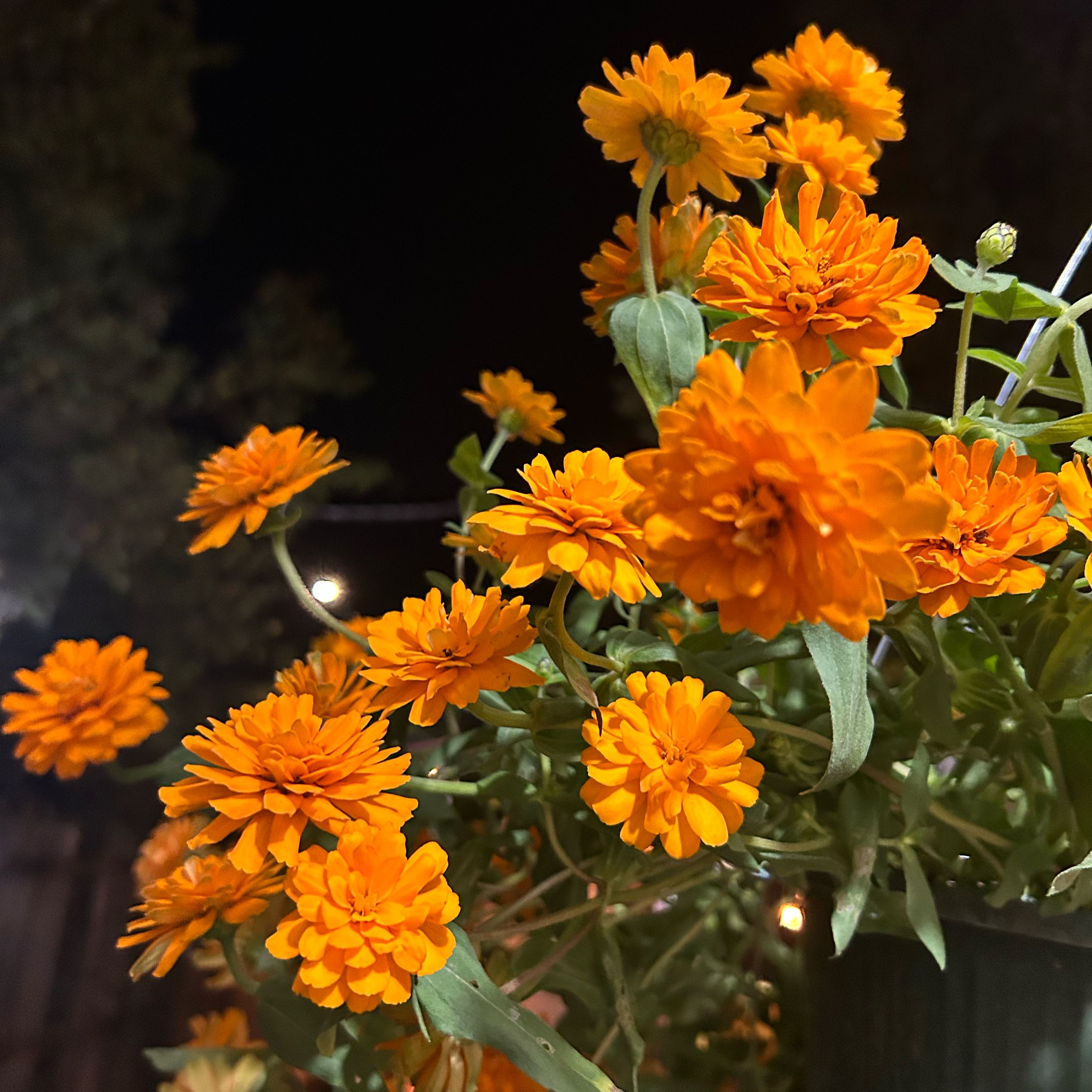 Photo of the plant species Zinnia 'Double ZaharaTM Bright Orange' by @Observø named Juice Newton on Greg, the plant care app