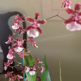 Photo of the plant species Sharry Baby Orchid by @Observø named Cacao on Greg, the plant care app