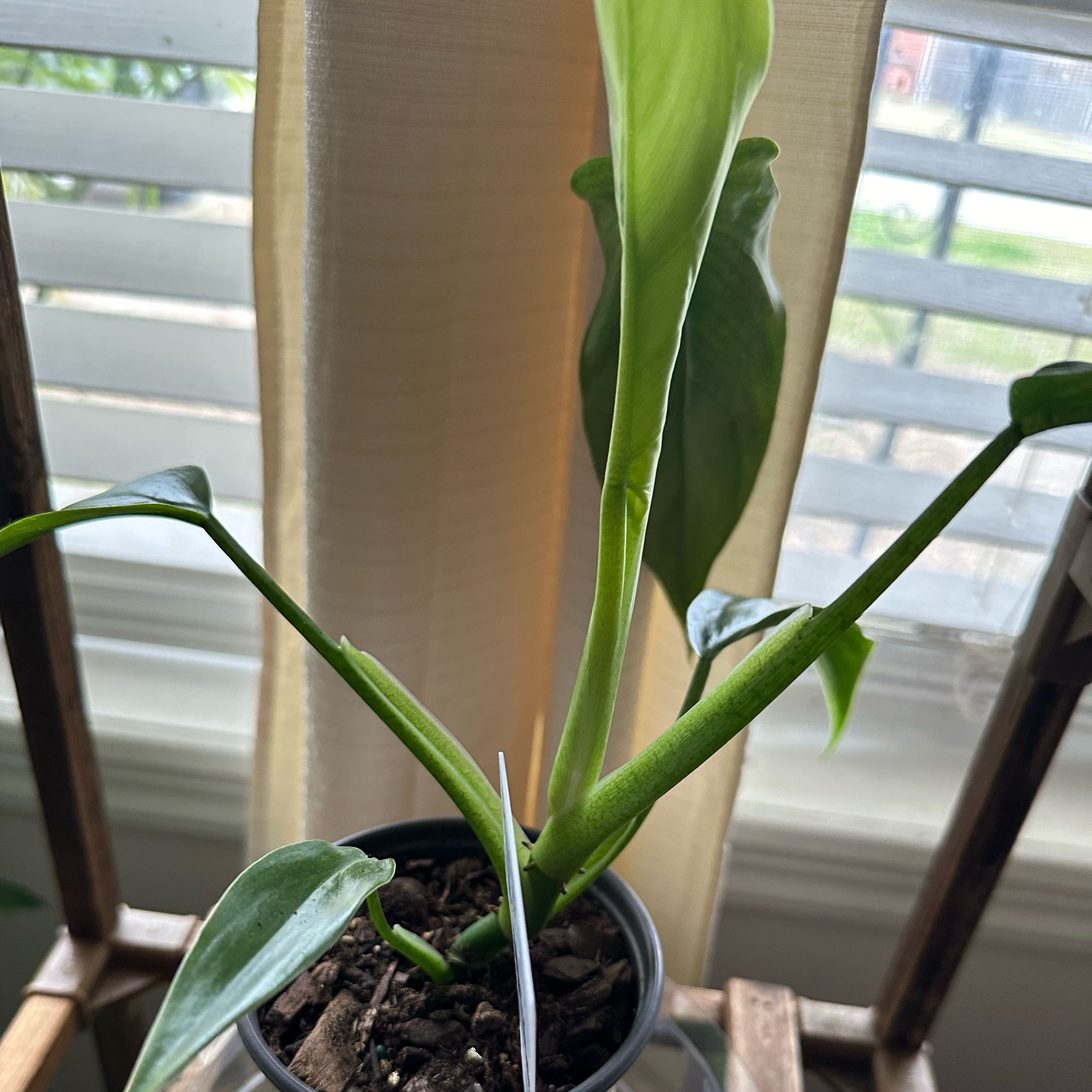 Photo of the plant species Philodendron Tripartitum by @Jamieluzette named Rainie on Greg, the plant care app