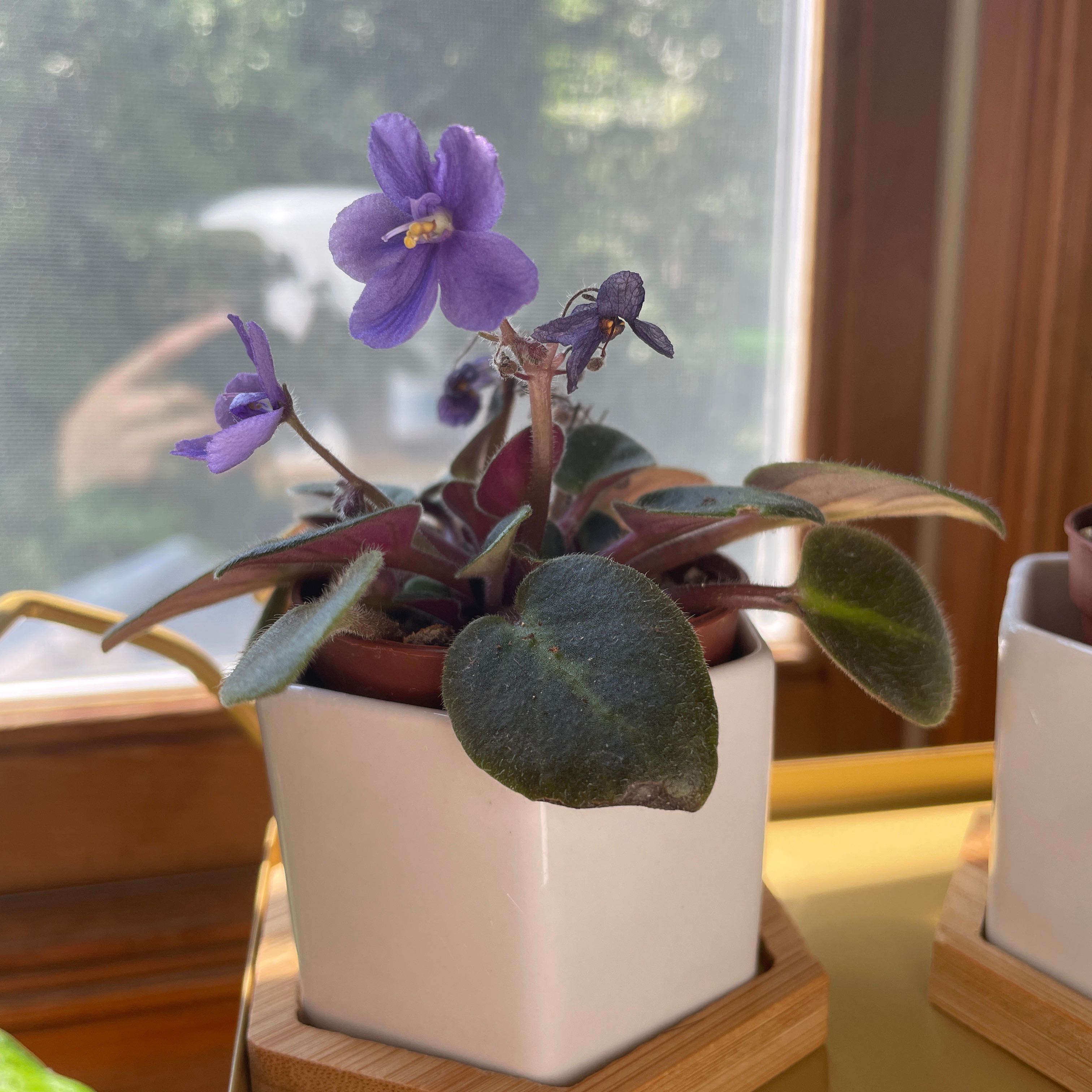 Photo of the plant species Kenyan Violet by @DeanRoselle named Miniature African Violet on Greg, the plant care app