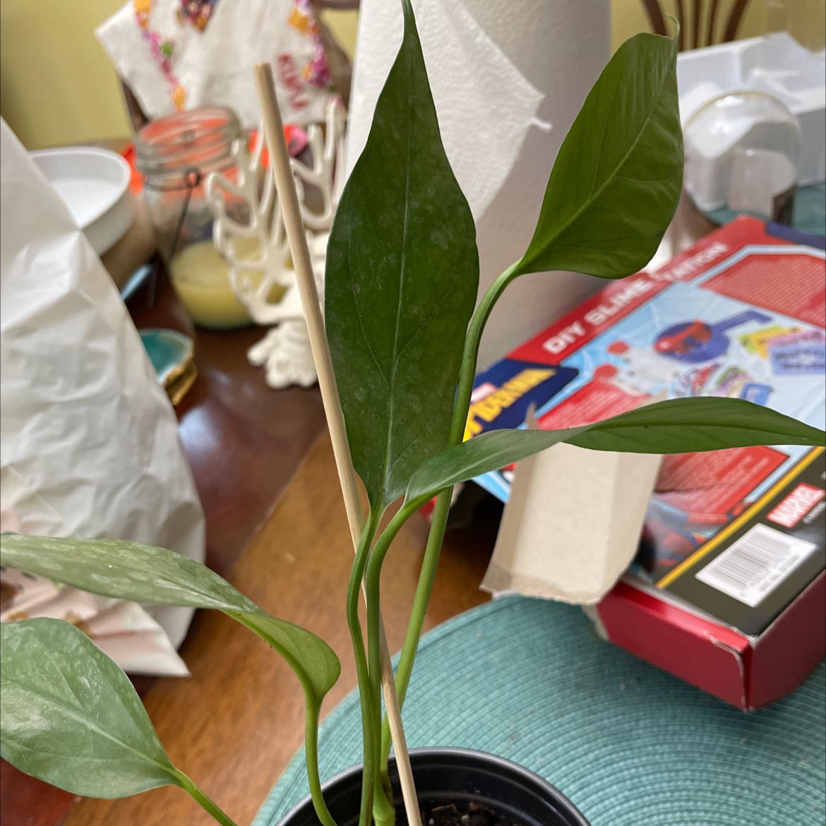 Photo of the plant species Spadeleaf Philodendron by @itsBritney_bish named Luna on Greg, the plant care app