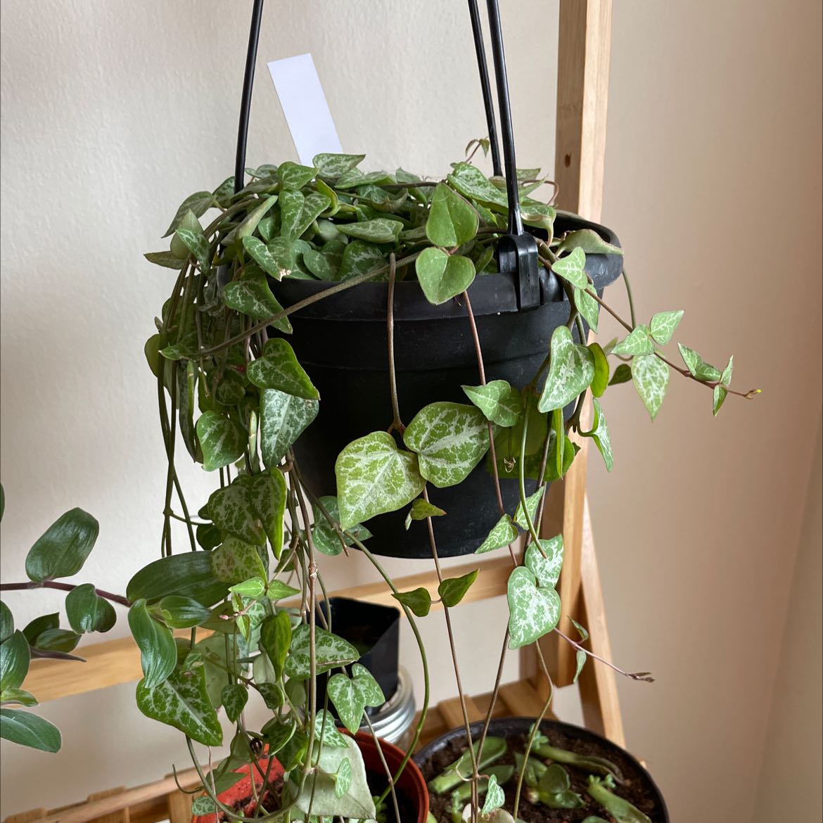 Hanging plant in a black pot with heart-shaped, variegated leaves. Species: String Of Arrows.
