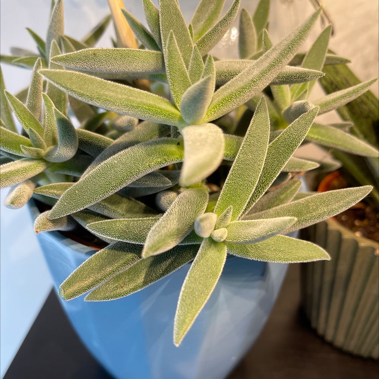 Photo of the plant species Crassula Tenelli by @ArtisteCalethea named Your plant on Greg, the plant care app