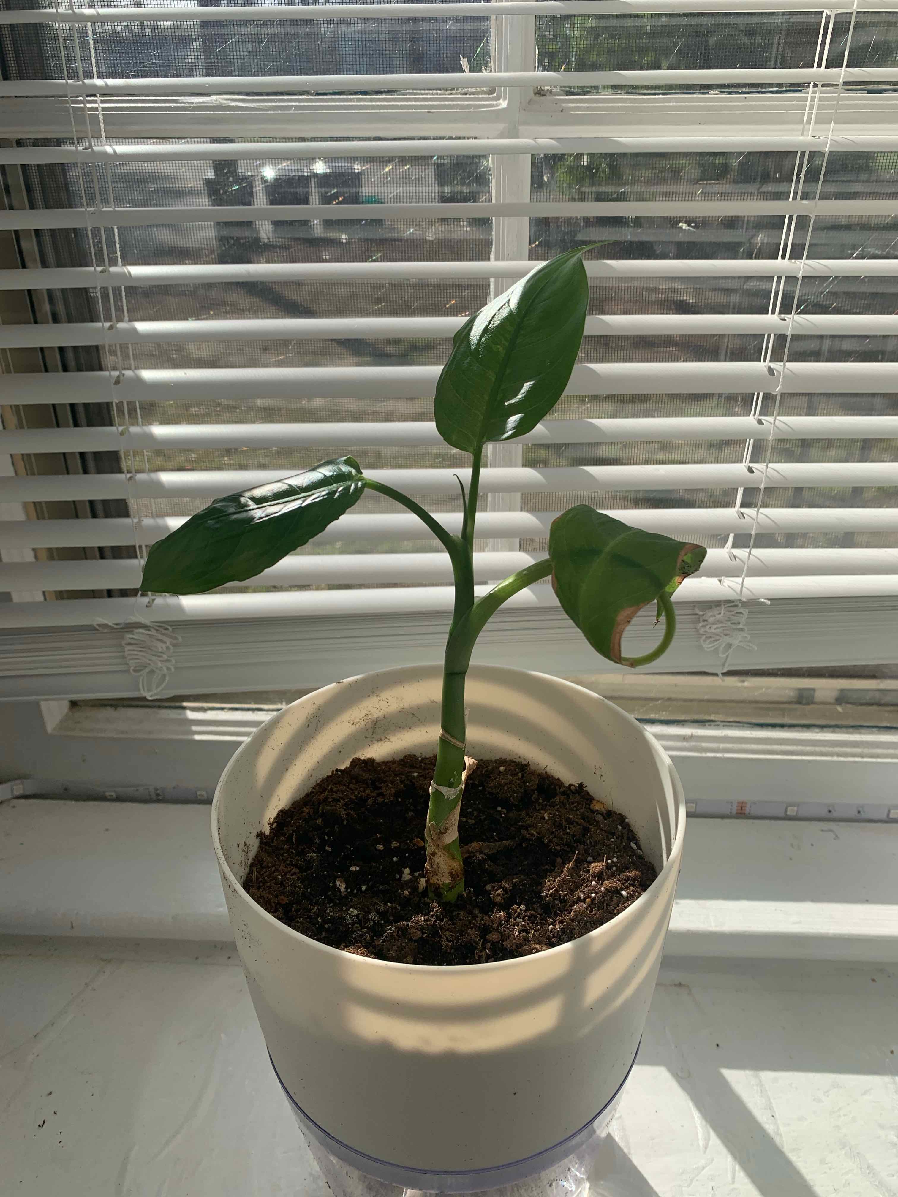 Dieffenbachia 'Compacta' plant in a white pot on a windowsill with a few leaves, one leaf curling.