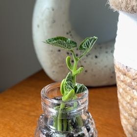 Photo of the plant species Green Beans by @HunkyCutgrass named Kendall on Greg, the plant care app