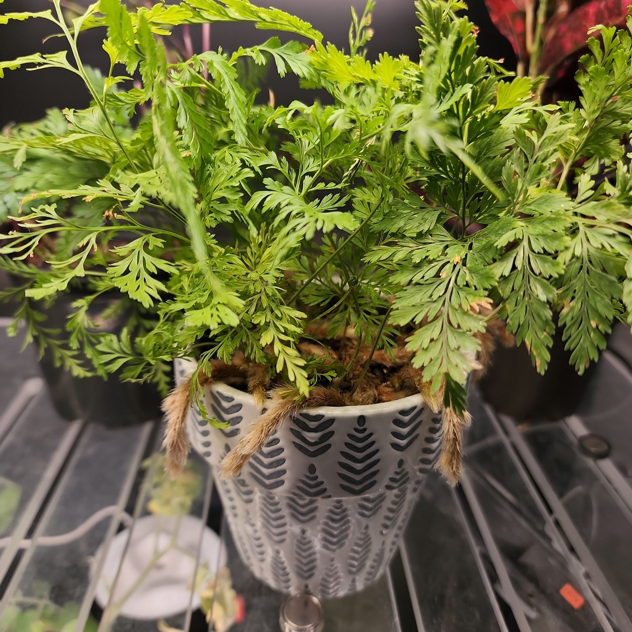 Black Rabbit's Foot Fern in a decorative pot with vibrant green leaves.