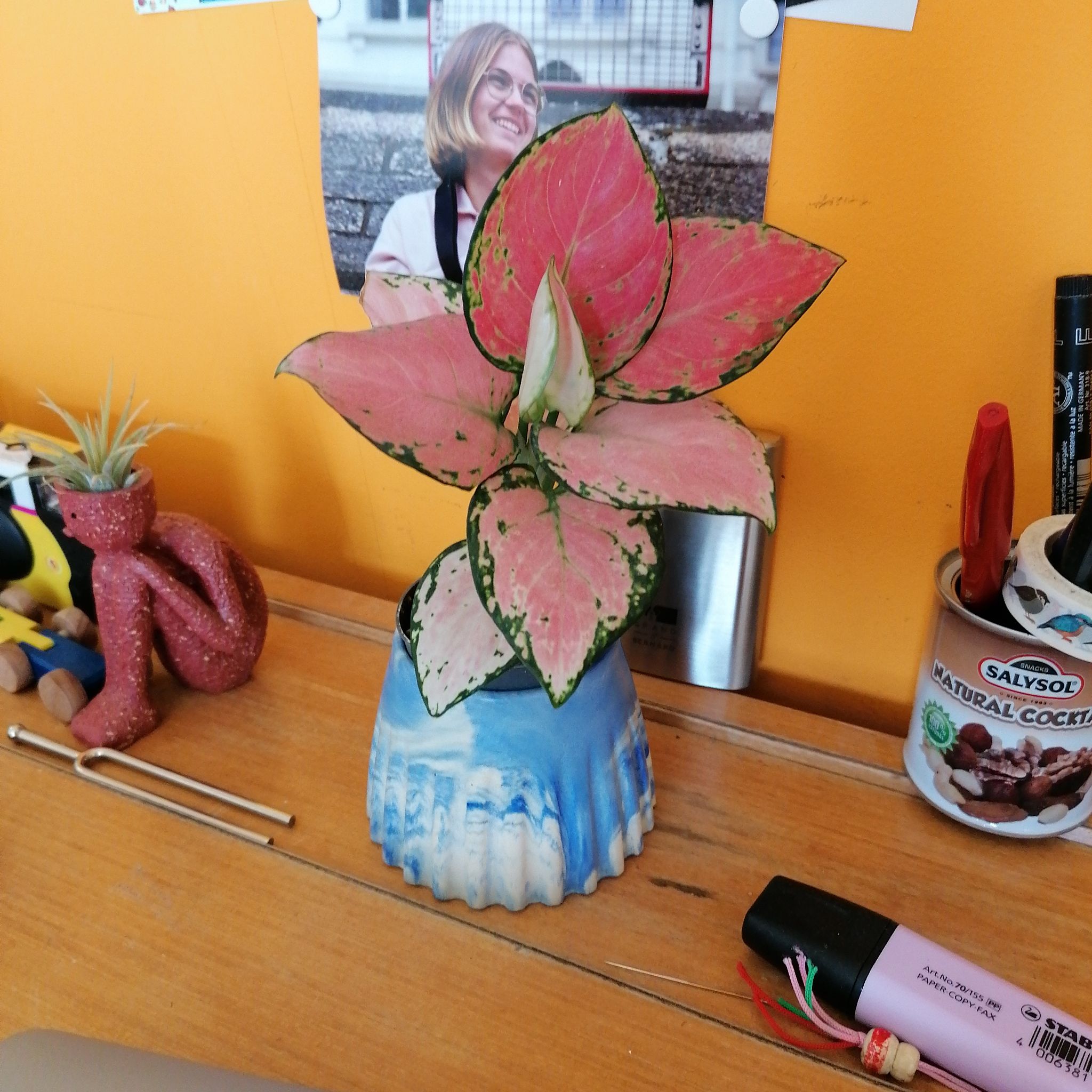 Photo of the plant species Aglaonema 'Silver Moon' by @Gildeter named Sacha on Greg, the plant care app