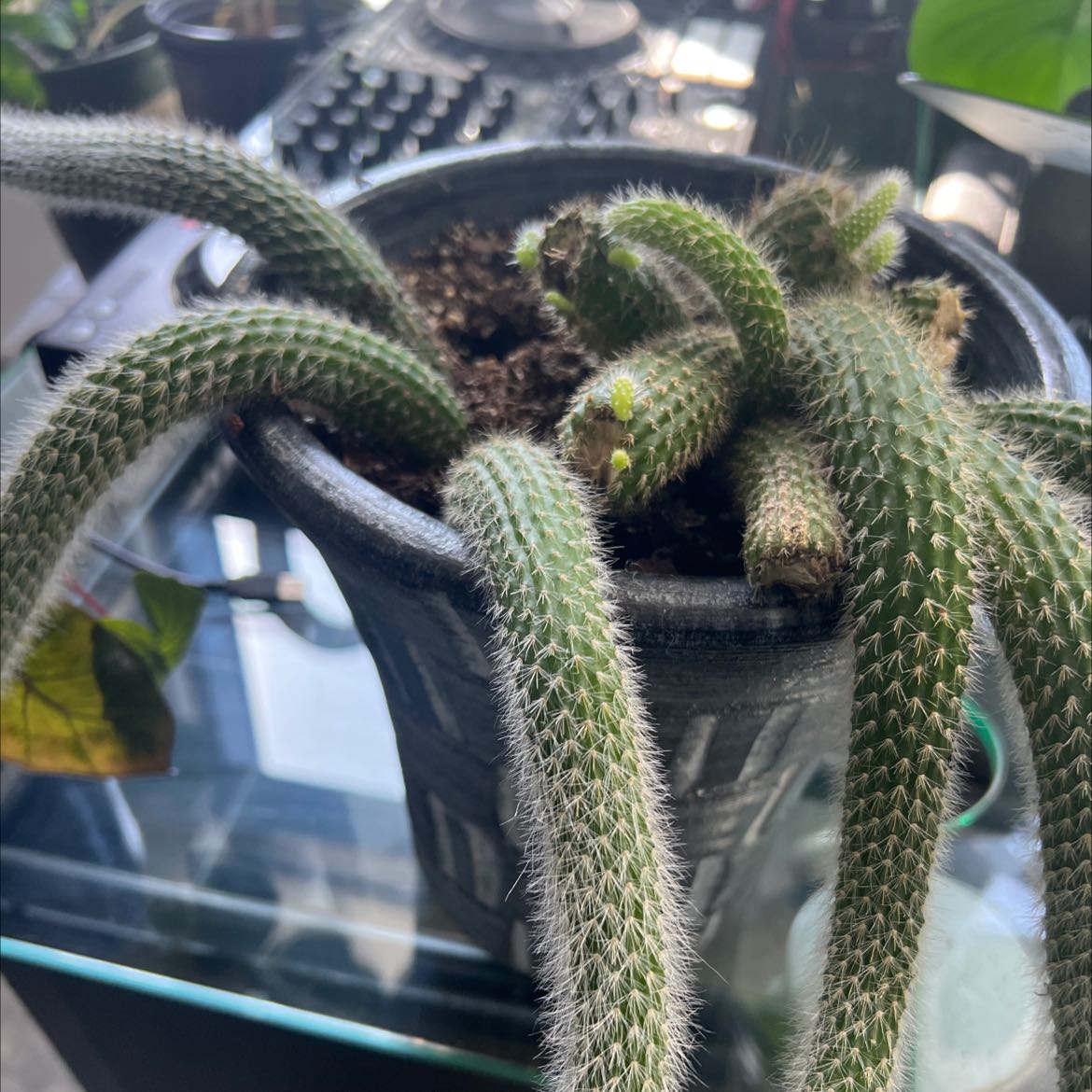Dog Tail Cactus in a pot with visible soil, well-framed and in focus.