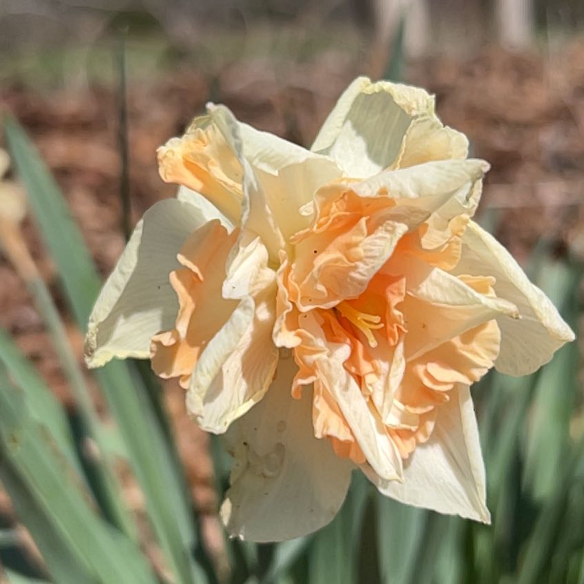 Close-up of a daffodil flower with slightly wilted and discolored petals.