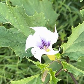 Photo of the plant species Devil's Apple by @SpiffyChollipo named Sigmund on Greg, the plant care app