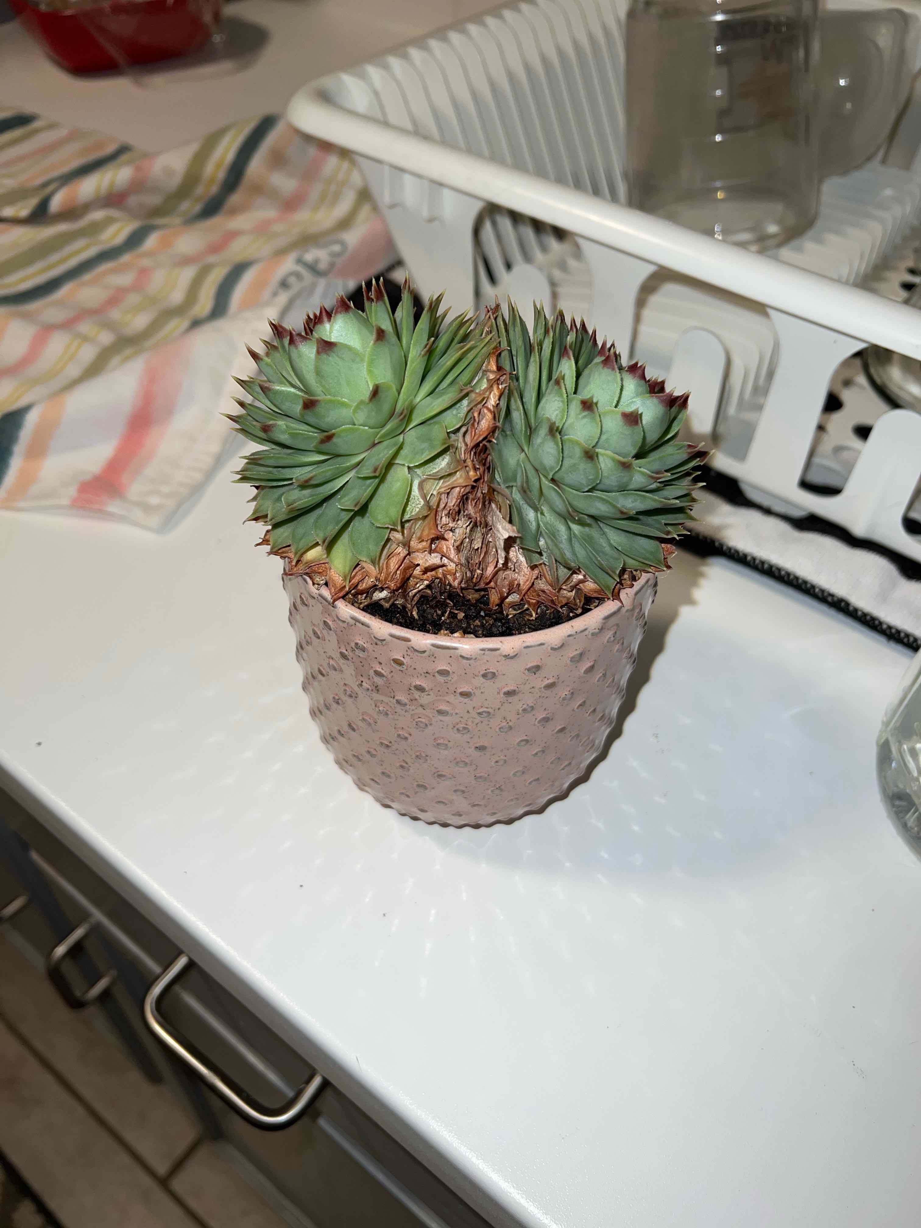 Sempervivum calcareum plant in a pot, healthy green leaves, no visible health issues.