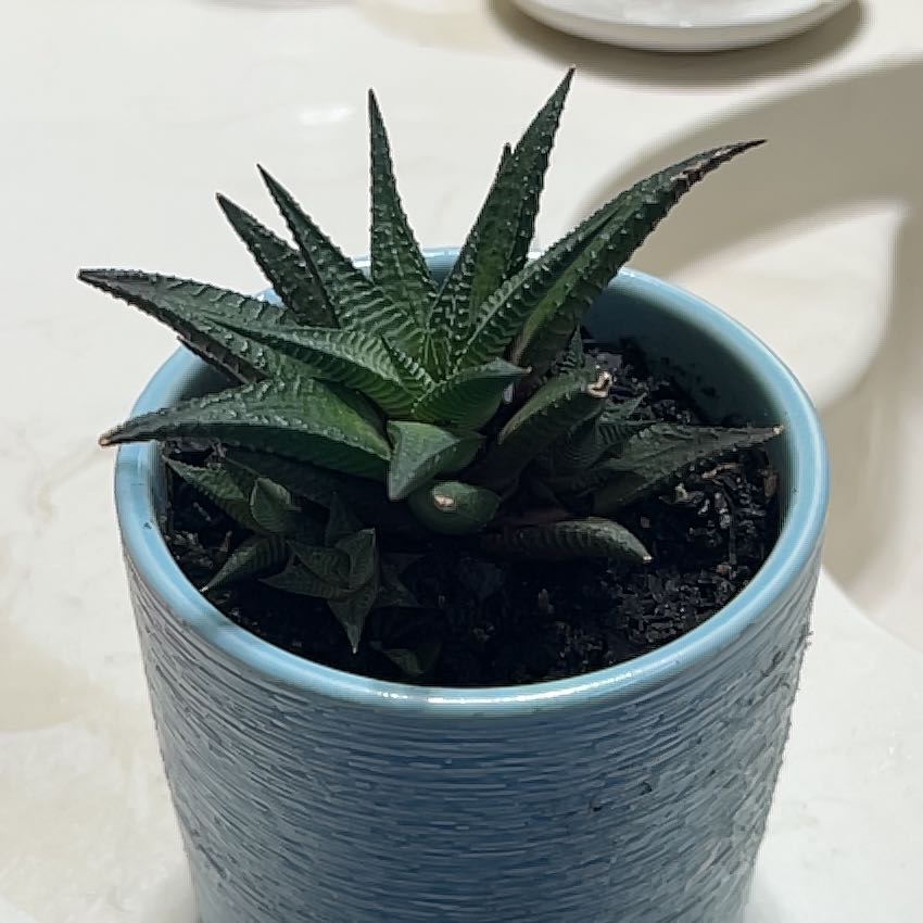 Healthy potted Fairy Washboard succulent plant with dark green spiky leaves in a blue ceramic pot