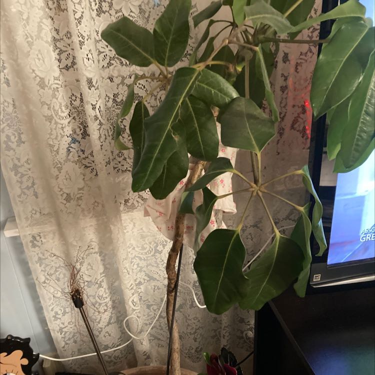 Indoor Octopus Tree plant with large green leaves near a lace curtain and a television.