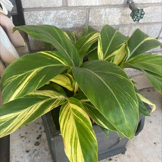 Variegated Shell Ginger plant in Austin, Texas