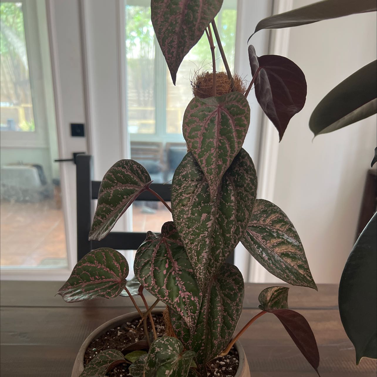 Red Betel plant in a pot with healthy green leaves and red veins, placed on a wooden surface indoors.