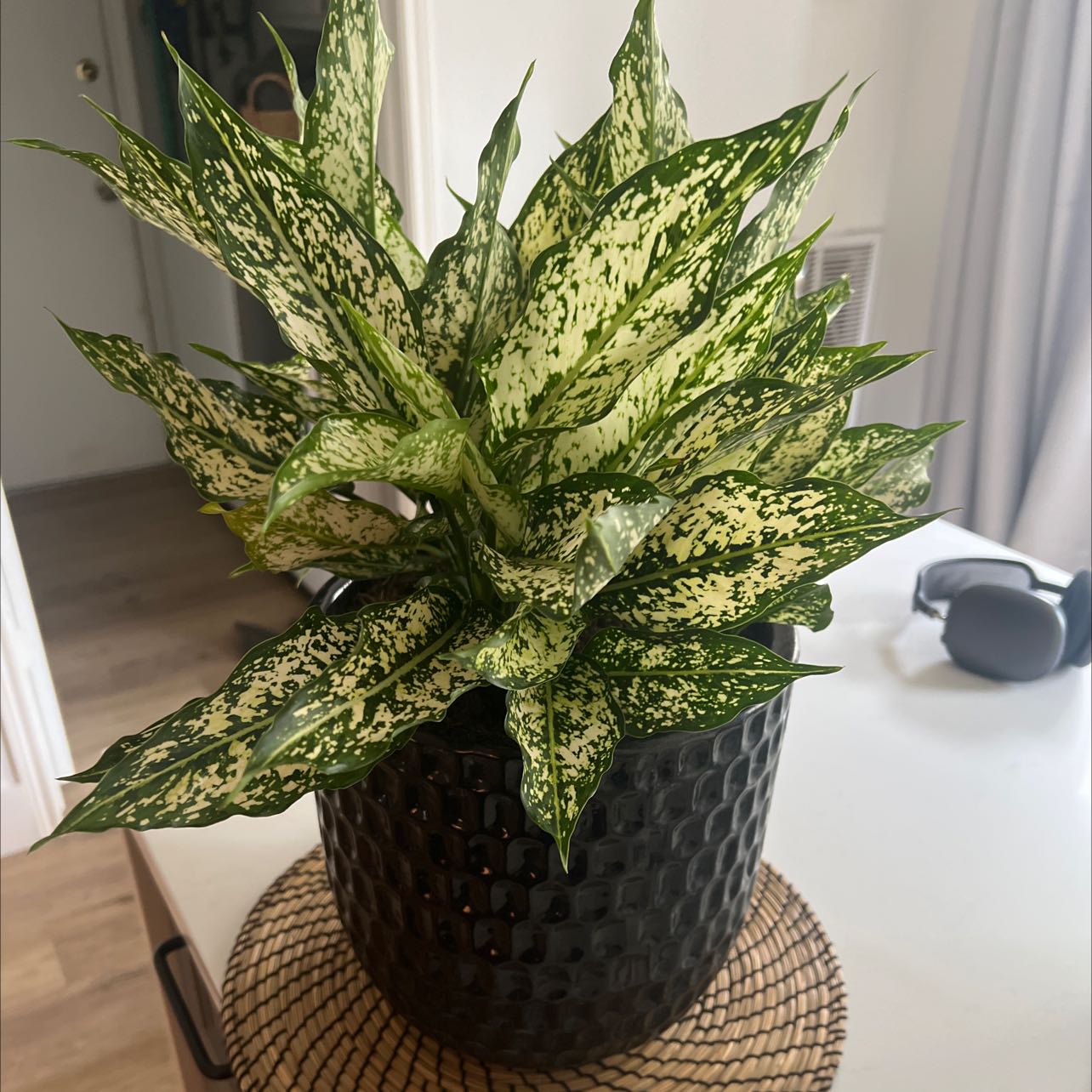 Aglaonema 'Spring Snow' plant in a black pot with variegated green and white leaves.