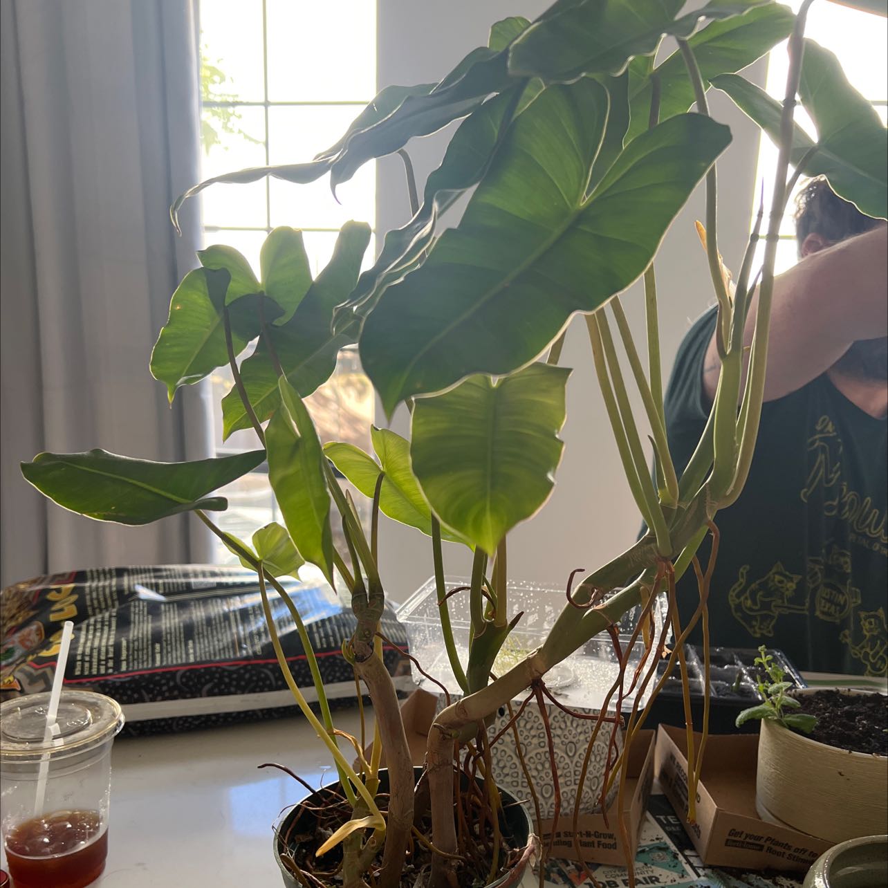 Philodendron Burle Marx plant in a pot with minor yellowing on one leaf, indoors.