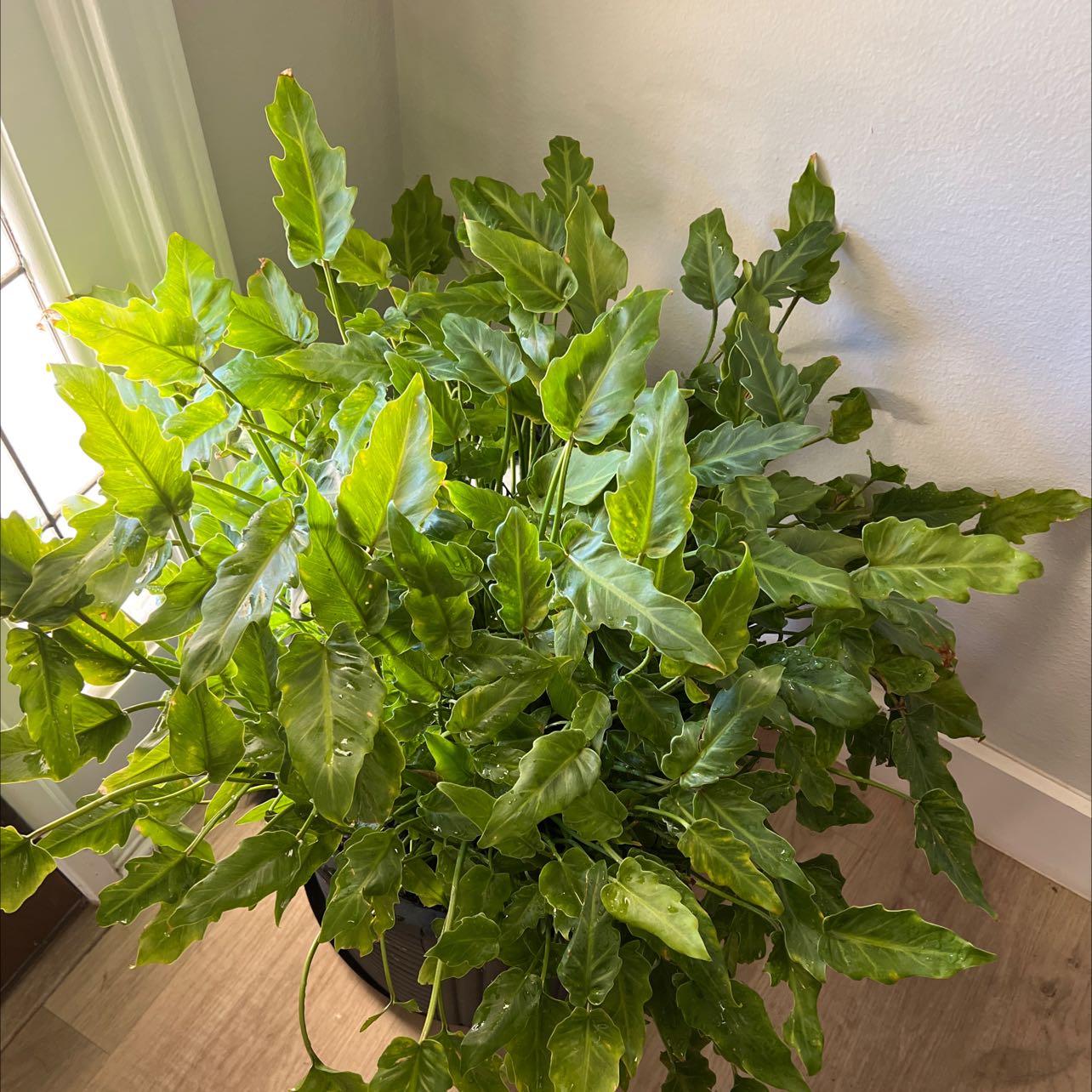 Photo of the plant species Philodendron Xanadu by @MaggieJ named Xanadu on Greg, the plant care app