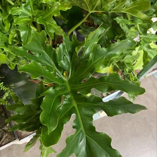 Split Leaf Philodendron plant in Austin, Texas